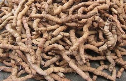 Ba kích Tím (loại tươi Nguyên củ) Ba kích Tím (loại tươi Nguyên củ)