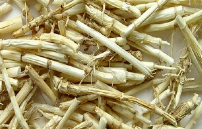 Bạch mao căn, rễ cỏ tranh điều trị bệnh sỏi thận Bạch mao căn, rễ cỏ tranh điều trị bệnh sỏi thận