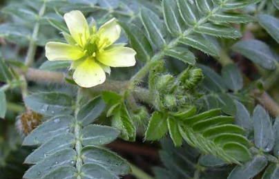 Bạch tật lê vị thuốc tăng cường sinh lý Bạch tật lê vị thuốc tăng cường sinh lý