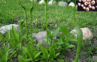 BÁN HẠ ĐIỀU TRỊ HO, HEN SUYỄN, VIÊM VÚ CẤP TÍNH BÁN HẠ ĐIỀU TRỊ HO, HEN SUYỄN, VIÊM VÚ CẤP TÍNH