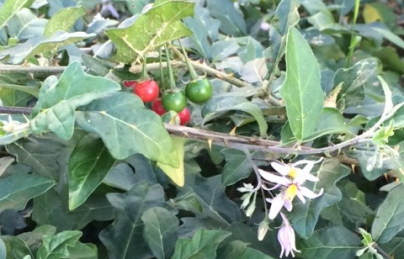 Cà gai leo hỗ trợ điều trị bệnh viêm gan B Cà gai leo hỗ trợ điều trị bệnh viêm gan B