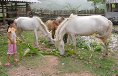 Cao ngựa bạch Quảng Nam nguyên chất Cao ngựa bạch Quảng Nam nguyên chất