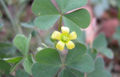 Cây chua me đất – công dụng cách dùng làm thuốc Cây chua me đất – công dụng cách dùng làm thuốc