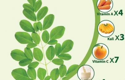 Cây chùm ngây vị thuốc giàu dinh dưỡng Cây chùm ngây vị thuốc giàu dinh dưỡng