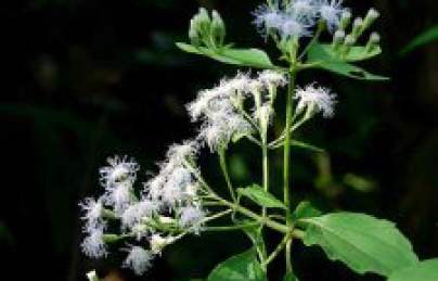 Cây cỏ lào kháng khuẩn, sat trùng, tiêu viêm, cầm máu Cây cỏ lào kháng khuẩn, sat trùng, tiêu viêm, cầm máu