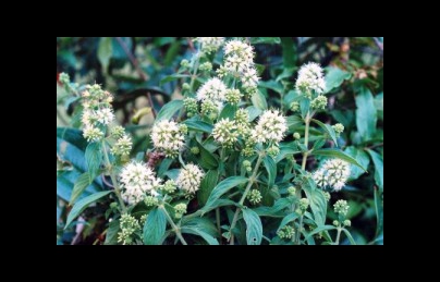 Cây dạ cẩm và hiệu quả điều trị bệnh viêm dạ dày Cây dạ cẩm và hiệu quả điều trị bệnh viêm dạ dày