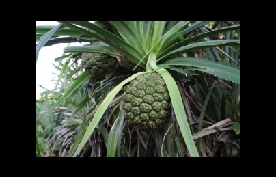 Cây dứa dại vị thuốc tốt cho người bệnh sỏi thận Cây dứa dại vị thuốc tốt cho người bệnh sỏi thận