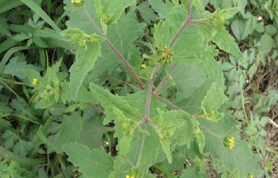 Cây hy thiêm thảo tốt cho người mắc bệnh gout Cây hy thiêm thảo tốt cho người mắc bệnh gout