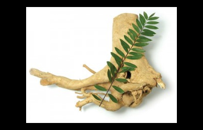 Cây mật nhân, bá bệnh, bách bệnh Cây mật nhân, bá bệnh, bách bệnh