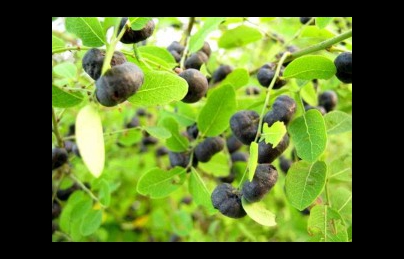 Cây mực – phèn đen vị thuốc điều trị suy thận Cây mực – phèn đen vị thuốc điều trị suy thận