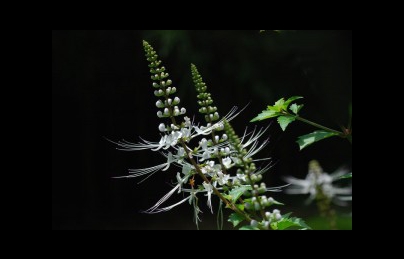 Cây râu mèo hỗ trợ điều trị bệnh Sỏi thận Cây râu mèo hỗ trợ điều trị bệnh Sỏi thận