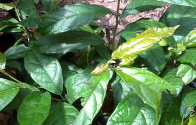 Cây xạ đen hỗ trợ điều trị bệnh Ung thư Cây xạ đen hỗ trợ điều trị bệnh Ung thư