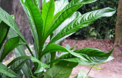 Cây xương sông điều trị ho, viêm phế quản ở trẻ nhỏ Cây xương sông điều trị ho, viêm phế quản ở trẻ nhỏ