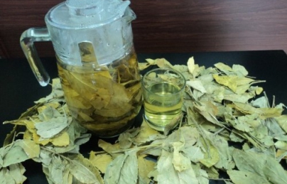 Chè dung cây thuốc quý tốt cho tiêu hóa Chè dung cây thuốc quý tốt cho tiêu hóa