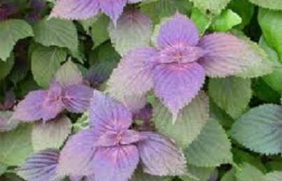 Công dụng, cách dùng cây tía tô làm thuốc Công dụng, cách dùng cây tía tô làm thuốc