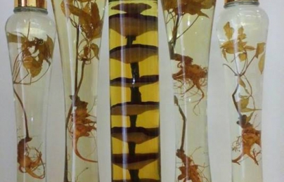 Công dụng chữa bệnh của sâm ngọc linh Công dụng chữa bệnh của sâm ngọc linh