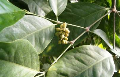 Dây gắm rất tốt cho người mắc bệnh Gút, xương khớp Dây gắm rất tốt cho người mắc bệnh Gút, xương khớp