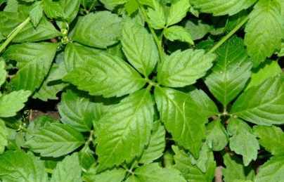 Giảo cổ lam giảm béo, hỗ trợ điều trị tiểu đường Giảo cổ lam giảm béo, hỗ trợ điều trị tiểu đường