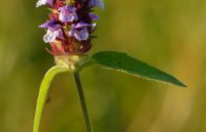 Hạ khô thảo điều trị lao hạch, bạch đới ở phụ nữ Hạ khô thảo điều trị lao hạch, bạch đới ở phụ nữ