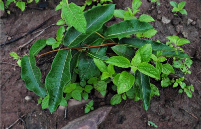 Hà thủ ô đỏ rừng Quảng Nam loại nguyên củ (do) Hà thủ ô đỏ rừng Quảng Nam loại nguyên củ (do)