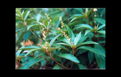 Khổ sâm vị thuốc tốt cho người bệnhđường ruột Khổ sâm vị thuốc tốt cho người bệnhđường ruột