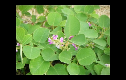 Kim tiền thảo – Vị thuốc tán sỏi Kim tiền thảo – Vị thuốc tán sỏi