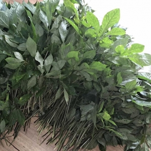 Lá Sâm tươi Ngọc Linh Quảng Nam Lá Sâm tươi Ngọc Linh Quảng Nam