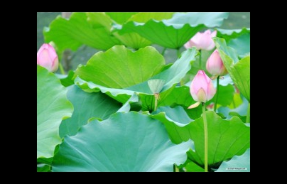 Lá sen khô giảm béo hiệu quả Lá sen khô giảm béo hiệu quả