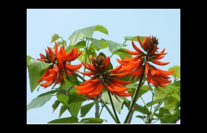 Lá vông nem điều trị bệnh mất ngủ Lá vông nem điều trị bệnh mất ngủ