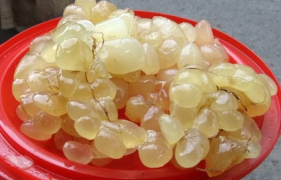 Mỡ trăn điều trị bỏng, triệt lông cực tốt Mỡ trăn điều trị bỏng, triệt lông cực tốt