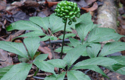 Mua sâm ngọc linh ở đâu tốt nhất? Mua sâm ngọc linh ở đâu tốt nhất?