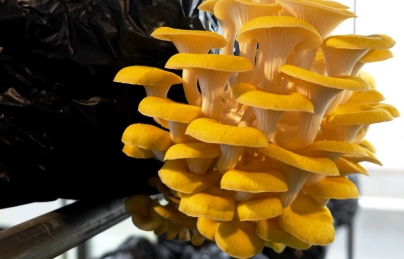 NẤM HOÀNG KIM - NẤM BÀO NGƯ VÀNG - NẤM NGÔ NẤM HOÀNG KIM - NẤM BÀO NGƯ VÀNG - NẤM NGÔ