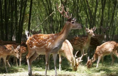 Nhung hươu thuốc đại bổ lưu truyền ngàn đời Nhung hươu thuốc đại bổ lưu truyền ngàn đời