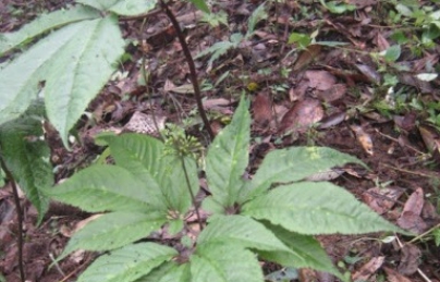 NỤ TAM THẤT BAO TỬ SAPA LOẠI XANH NON HẠNG 1 NỤ TAM THẤT BAO TỬ SAPA LOẠI XANH NON HẠNG 1