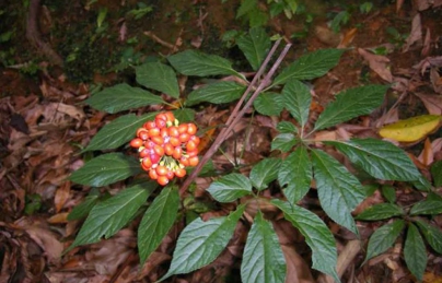 Phân biệt Sâm Ngọc Linh và Tam thất hoang Phân biệt Sâm Ngọc Linh và Tam thất hoang