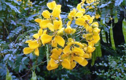 Phan tả diệp nhuận tràng, điều trị táo bón Phan tả diệp nhuận tràng, điều trị táo bón