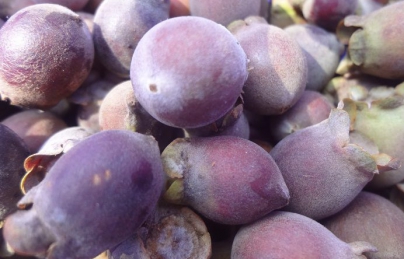 Quả sim tím bổ thận tráng dương, ngâm rượu cực ngon Quả sim tím bổ thận tráng dương, ngâm rượu cực ngon