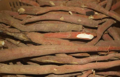 Sâm Cau đỏ (tiên mao) bổ thận tráng dương CỰC MẠNH Sâm Cau đỏ (tiên mao) bổ thận tráng dương CỰC MẠNH