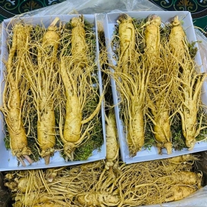 Sâm Hàn Quốc  Sâm Hàn Quốc