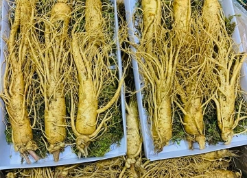 Sâm Hàn Quốc  Sâm Hàn Quốc