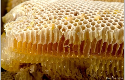 Sáp ong rừng ngâm rượu uống cực hay Sáp ong rừng ngâm rượu uống cực hay