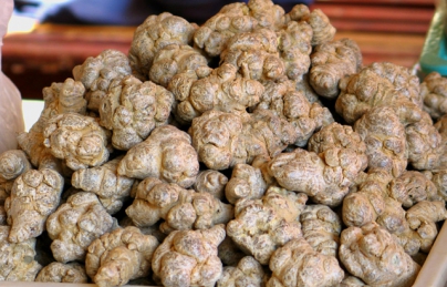 SỰ KHÁC NHAU GIỮA TAM THẤT BẮC VÀ TAM THẤT NAM SỰ KHÁC NHAU GIỮA TAM THẤT BẮC VÀ TAM THẤT NAM