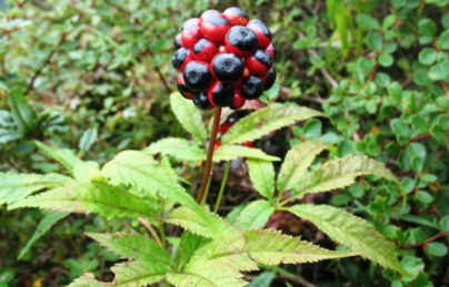 TAM THẤT BẮC HAY KIM BẤT HOÁN TAM THẤT BẮC HAY KIM BẤT HOÁN