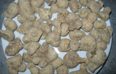 Tam thất nam, tam thất gừng Tam thất nam, tam thất gừng