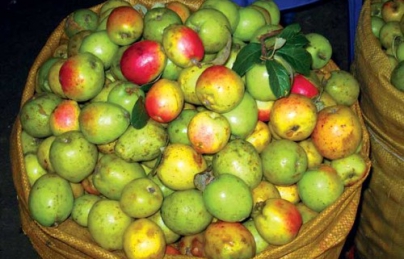 Táo Mèo, Sơn tra tốt cho tiêu hóa Táo Mèo, Sơn tra tốt cho tiêu hóa