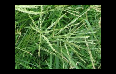 Thật bất ngờ về công dụng của cây cỏ mần trầu Thật bất ngờ về công dụng của cây cỏ mần trầu