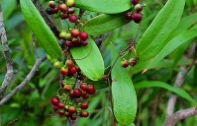 Thổ phục linh hay củ Khúc Khắc Thổ phục linh hay củ Khúc Khắc