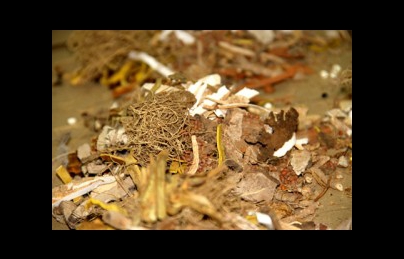 Thuốc nam điều trị viêm loét Dạ Dày Thuốc nam điều trị viêm loét Dạ Dày