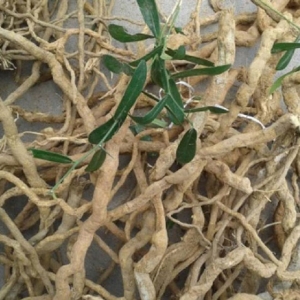 Xáo tam phân Xáo tam phân